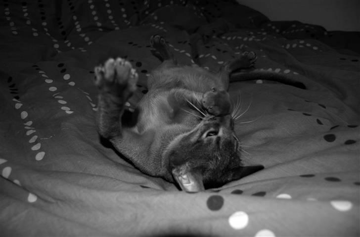 Abyssinier Orpheus billede 17