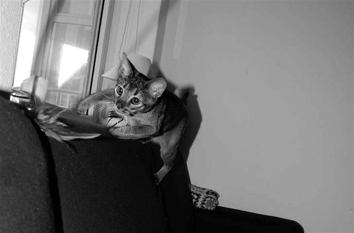 Abyssinier Orpheus billede 19