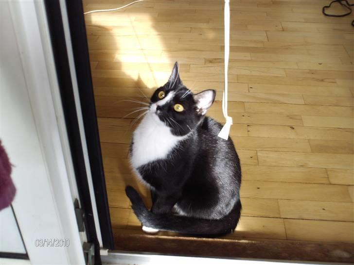 Huskat Tutti billede 5