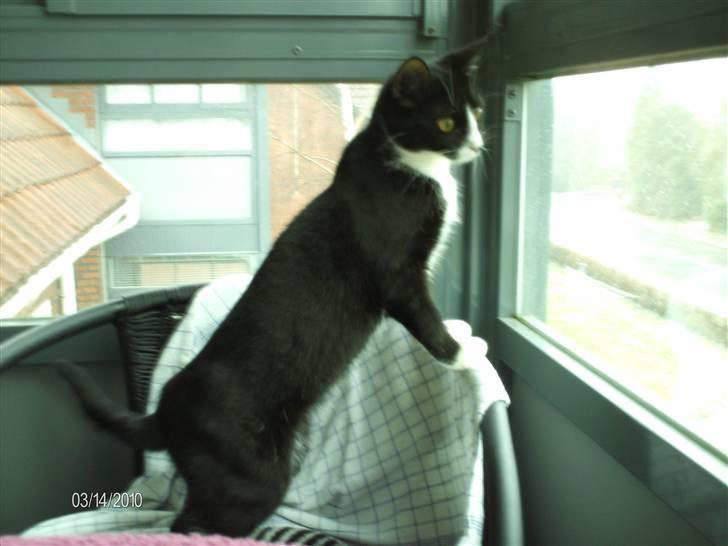 Huskat Tutti billede 6