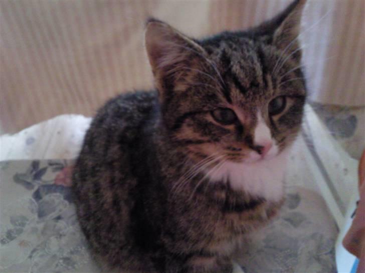 Huskat Theodor billede 8