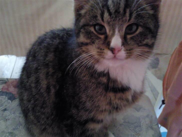 Huskat Theodor billede 9