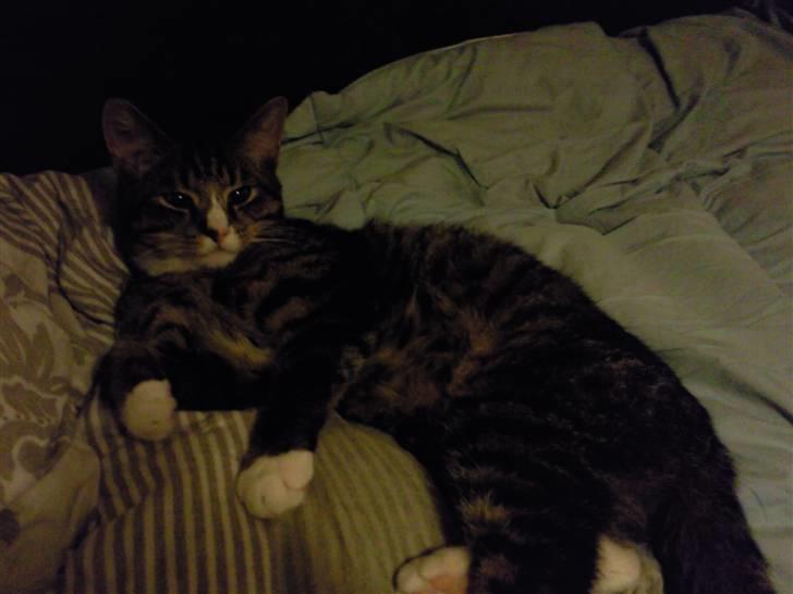 Huskat Theodor billede 10