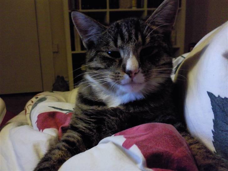 Huskat Theodor billede 11