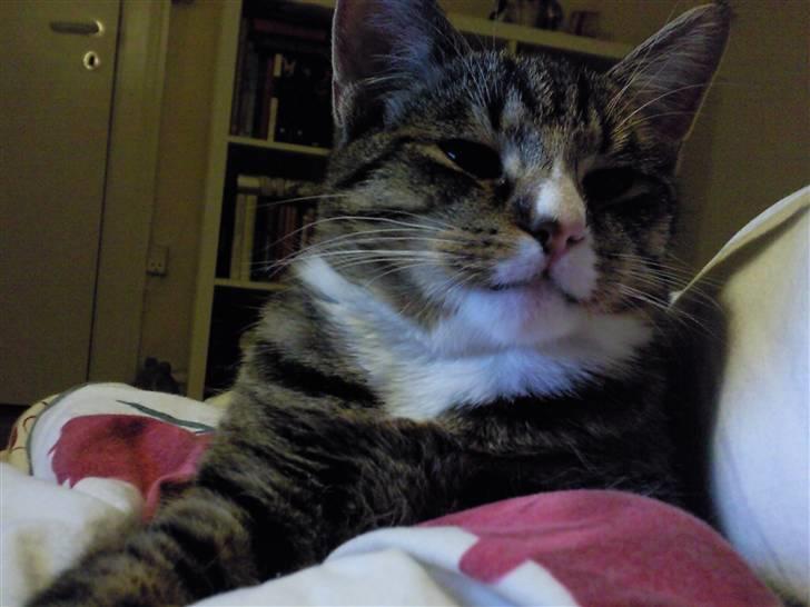 Huskat Theodor billede 12