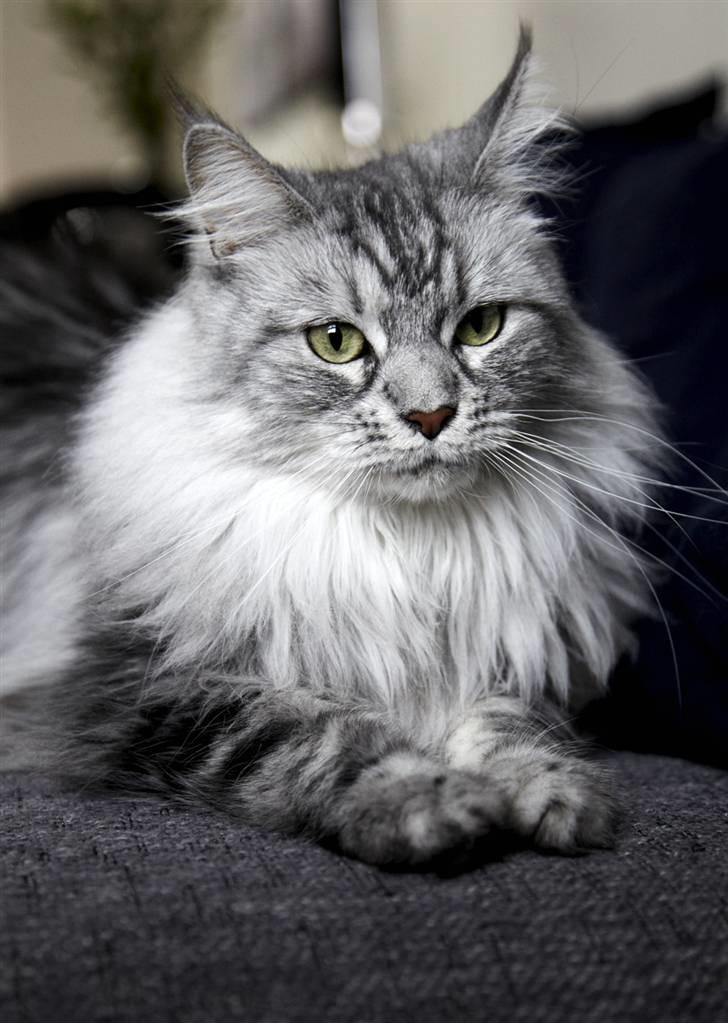 Maine Coon Emma billede 16