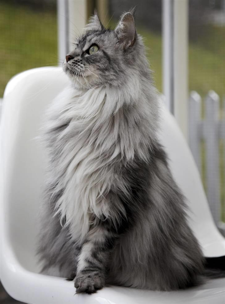 Maine Coon Emma billede 17