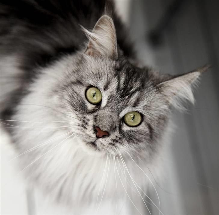 Maine Coon Emma billede 18