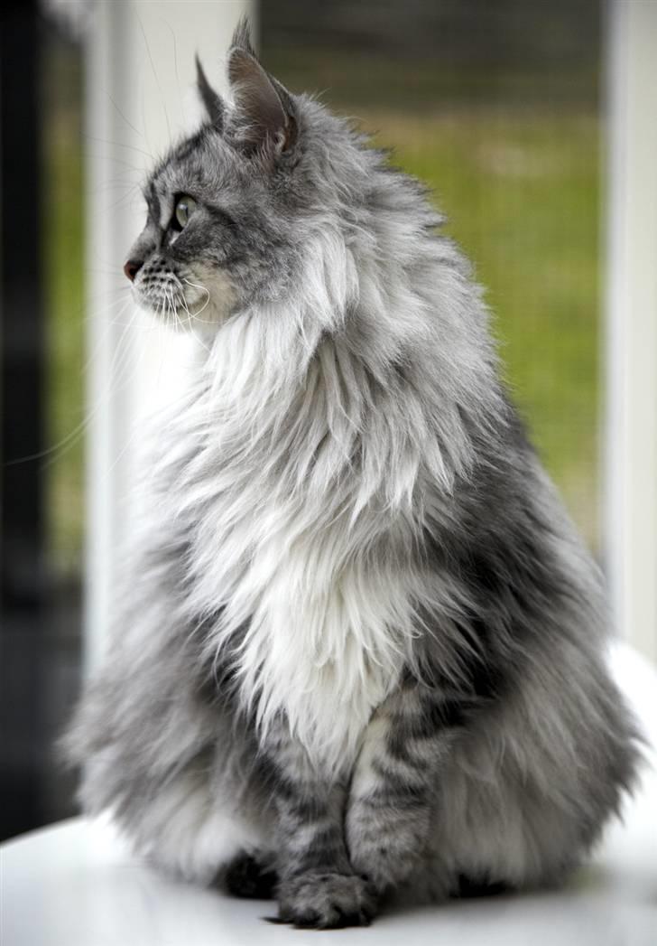 Maine Coon Emma billede 19