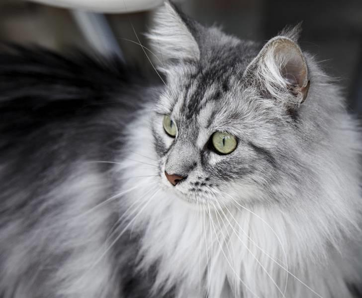 Maine Coon Emma billede 20