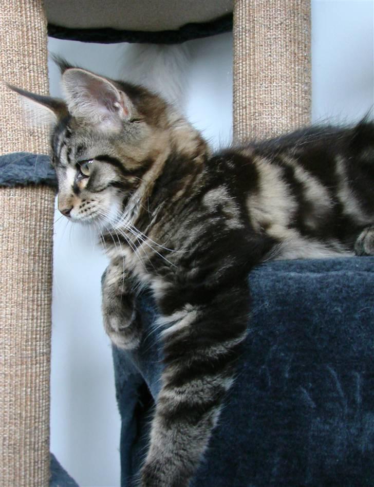 Maine Coon Kansas billede 6