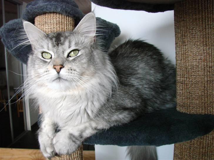 Maine Coon DK Dalibro´s Cocoa Beach - April 2010 billede 19