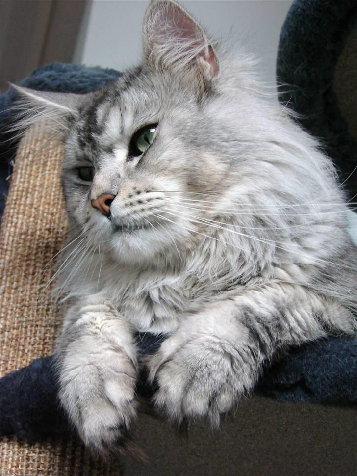 Maine Coon DK Dalibro´s Cocoa Beach - April 2010 billede 20