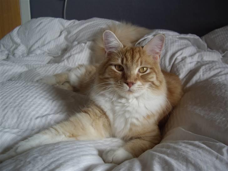 Maine Coon Balou billede 1