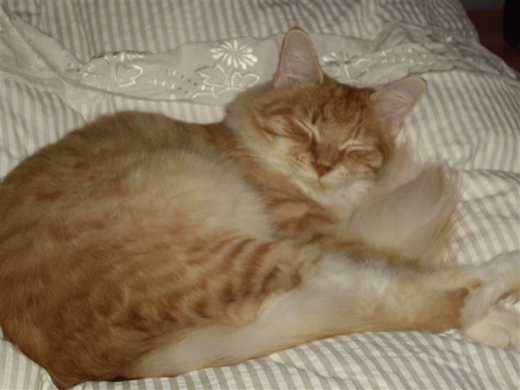 Maine Coon Balou billede 2