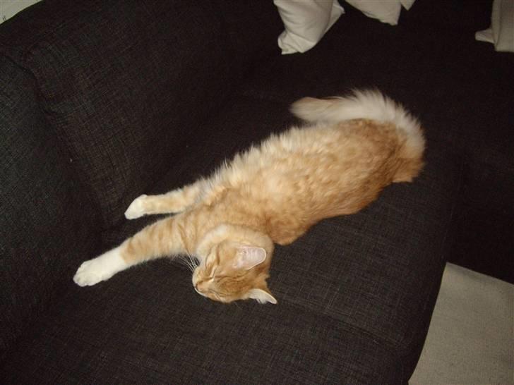 Maine Coon Balou billede 3