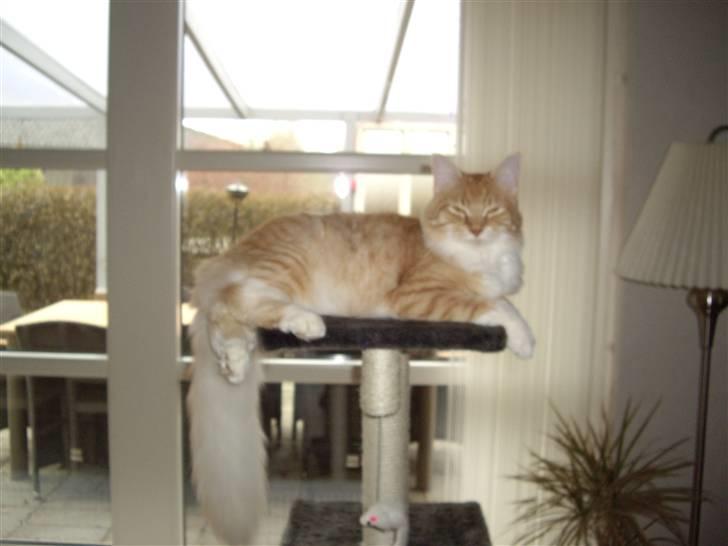 Maine Coon Balou billede 4