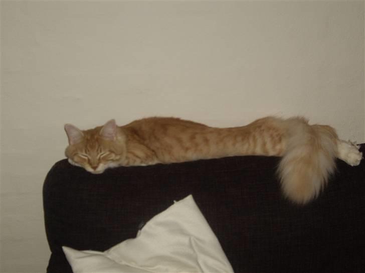 Maine Coon Balou billede 5