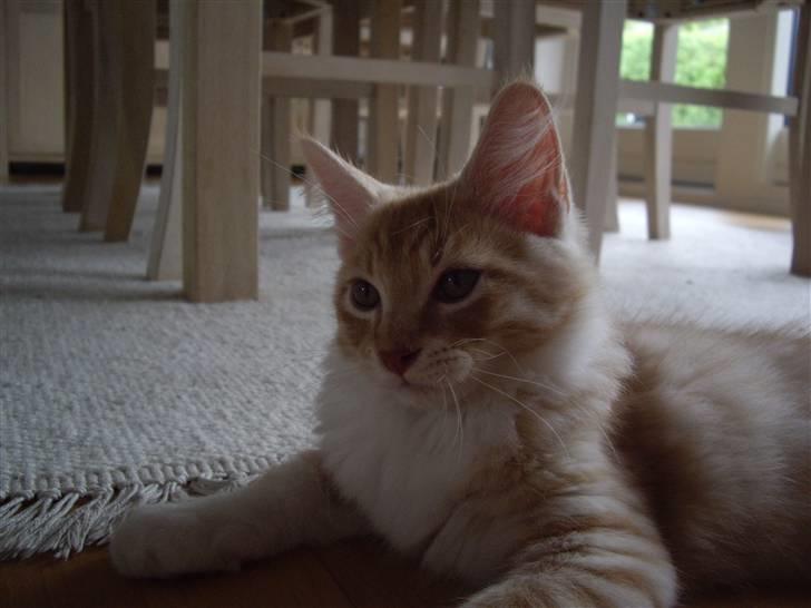 Maine Coon Balou billede 6