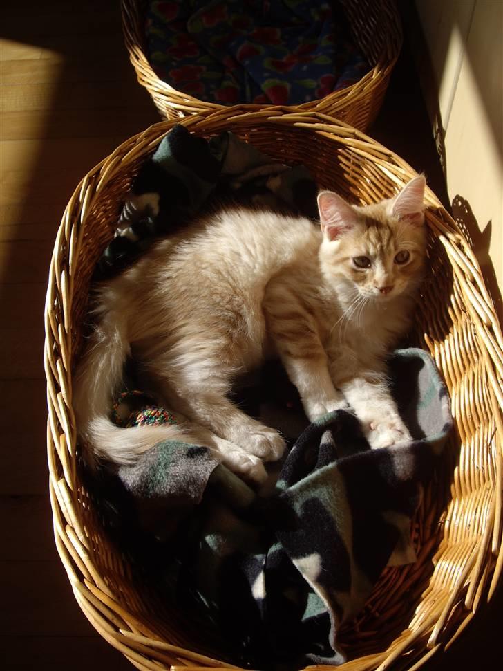 Maine Coon Balou billede 7