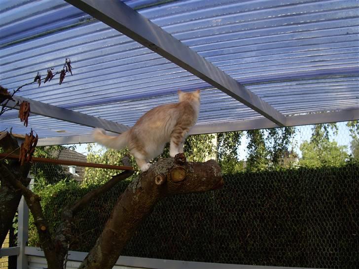 Maine Coon Balou billede 8