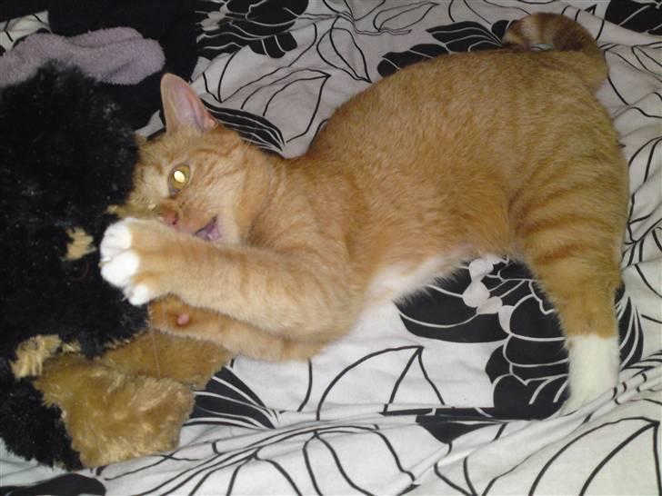 Huskat Bastian billede 20