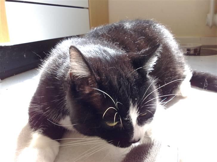 Huskat MIS - Sol badning, godt for pelsen billede 6