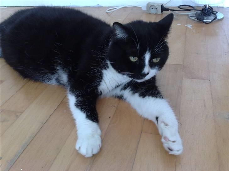 Huskat MIS - På en varm sommerdag billede 7