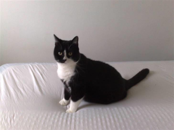 Huskat MIS - Sidder sååå pæænt billede 8