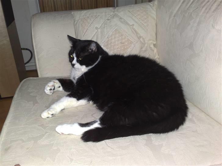 Huskat MIS - Sofa hygge billede 9