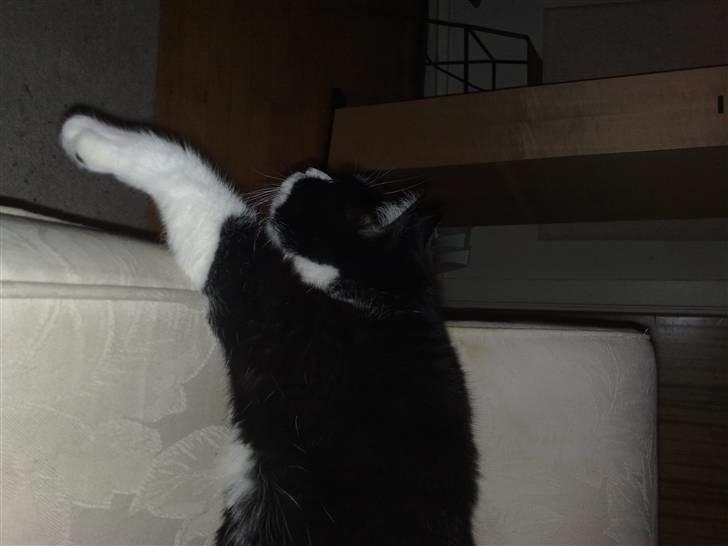 Huskat MIS - Puuu billede 10