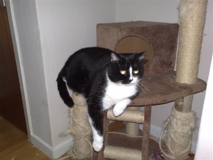 Huskat MIS billede 11