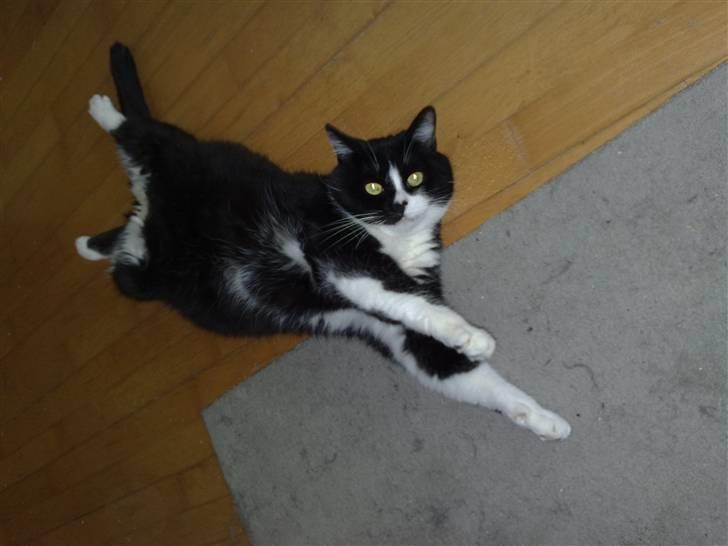 Huskat MIS - Har det rart billede 12