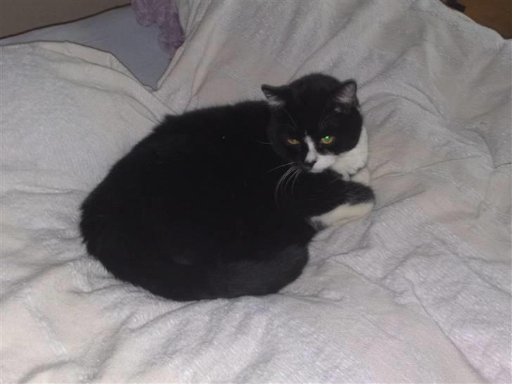 Huskat MIS - Bare afslapning billede 13