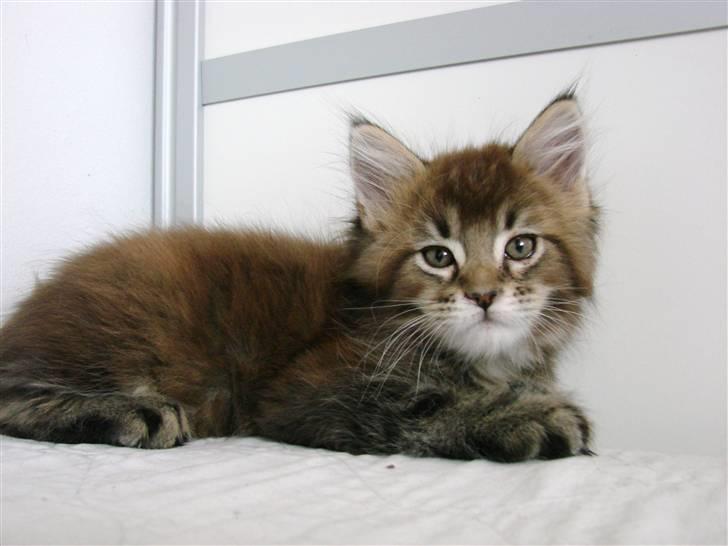 Maine Coon Dalibro´s Flotte Fiona - 8 uger billede 4