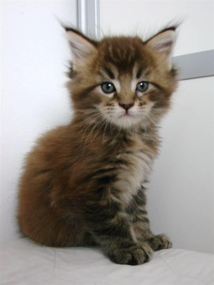 Maine Coon Dalibro´s Flotte Fiona - 5 uger billede 6
