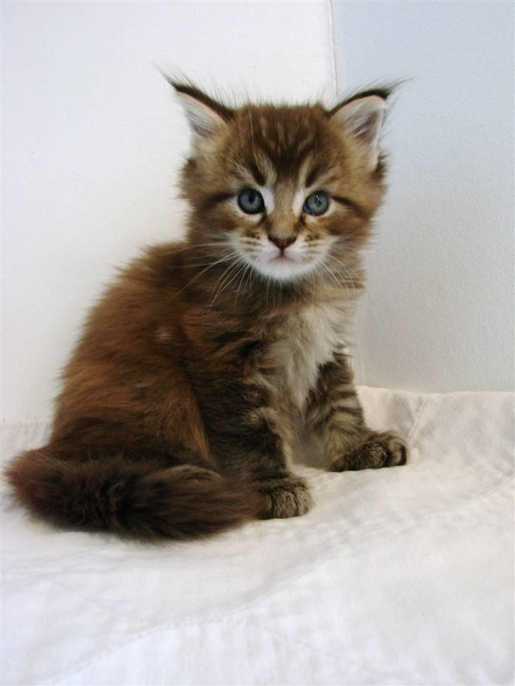 Maine Coon Dalibro´s Flotte Fiona - 4 uger billede 7