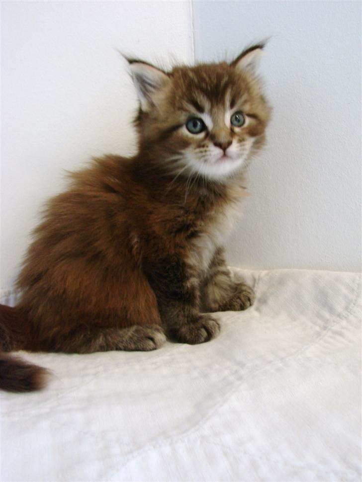 Maine Coon Dalibro´s Flotte Fiona - 4 uger billede 8