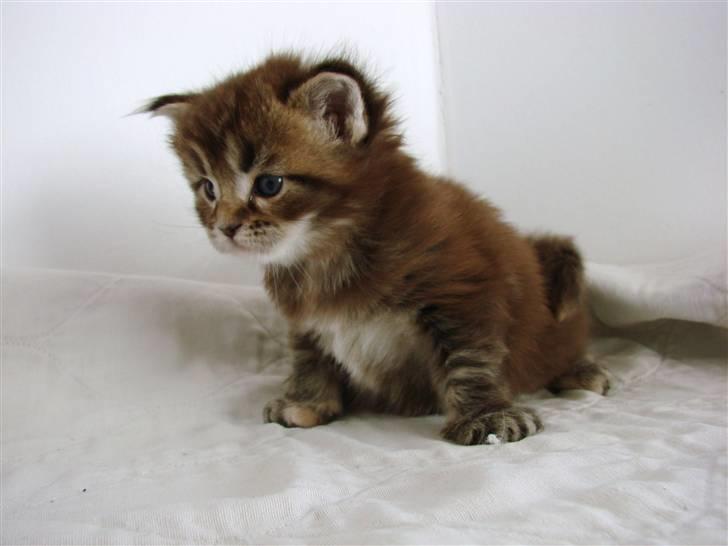 Maine Coon Dalibro´s Flotte Fiona - 3 uger billede 9