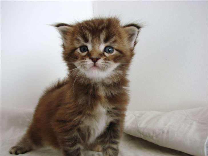 Maine Coon Dalibro´s Flotte Fiona - 3 uger billede 10