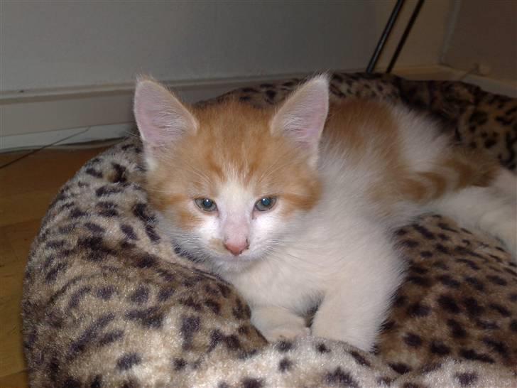 Blanding af racer Mikkel  - Mikkel 8 uger billede 14