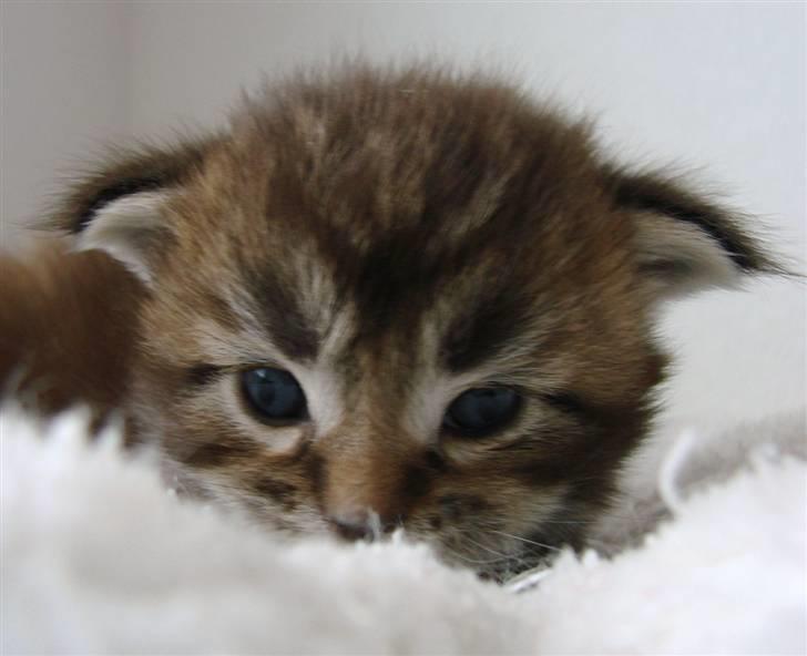 Maine Coon Dalibro´s Flotte Fiona - 2 uger billede 11