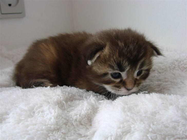 Maine Coon Dalibro´s Flotte Fiona - 2 uger billede 12