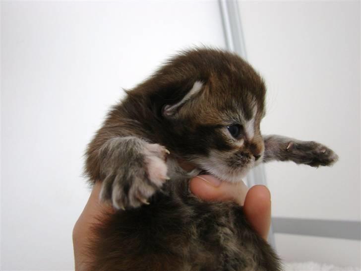 Maine Coon Dalibro´s Flotte Fiona - 1 uge billede 13