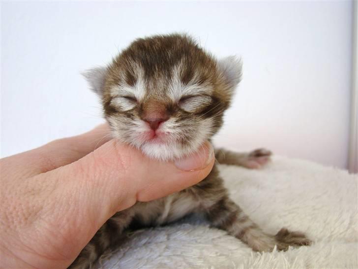 Maine Coon Dalibro´s Flotte Fiona - 3 dage  billede 14