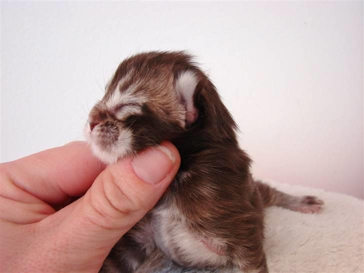 Maine Coon Dalibro´s Flotte Fiona - 3 dage billede 15