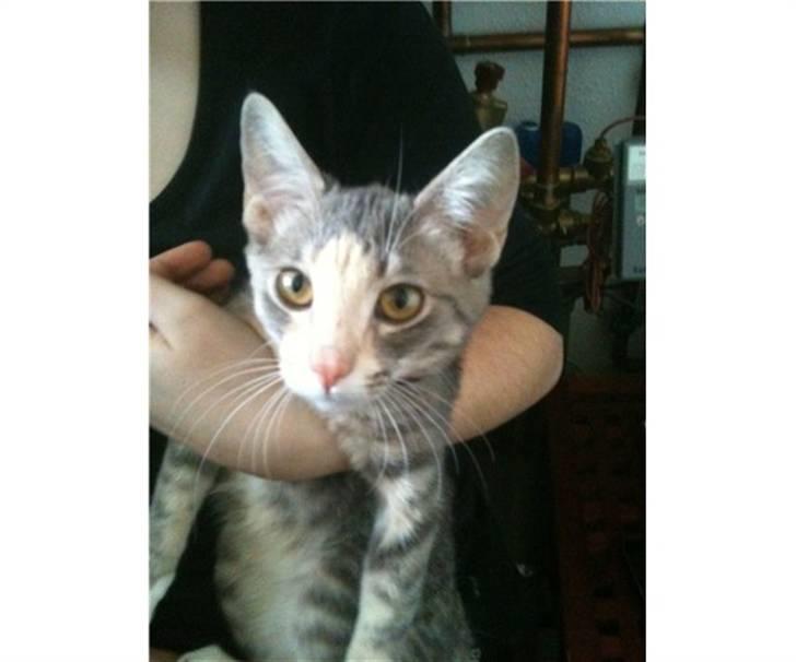 Huskat Misling billede 1