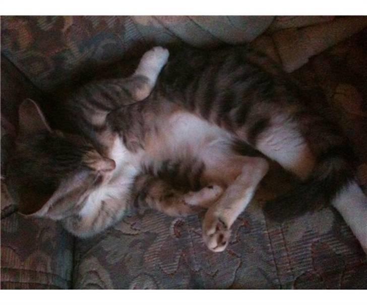 Huskat Misling billede 2
