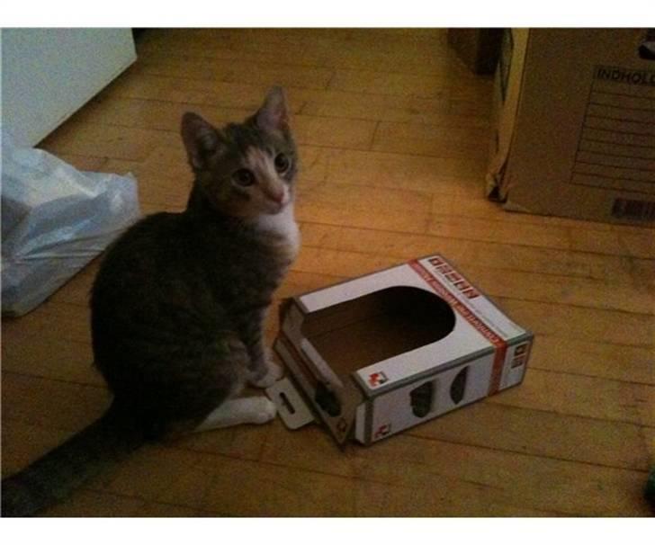 Huskat Misling billede 3