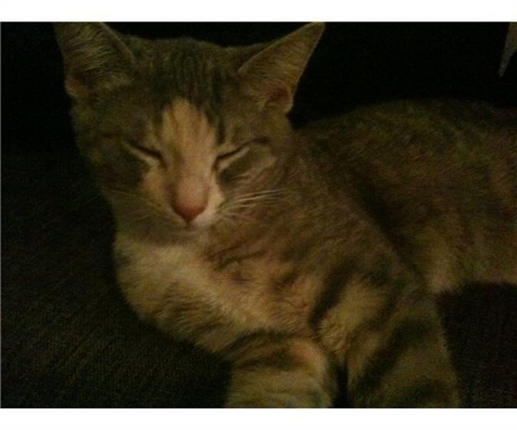 Huskat Misling billede 4
